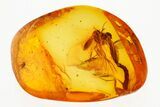 Detailed Fossil Mating Long-Beaked Fungus Gnats In Baltic Amber #272678-1